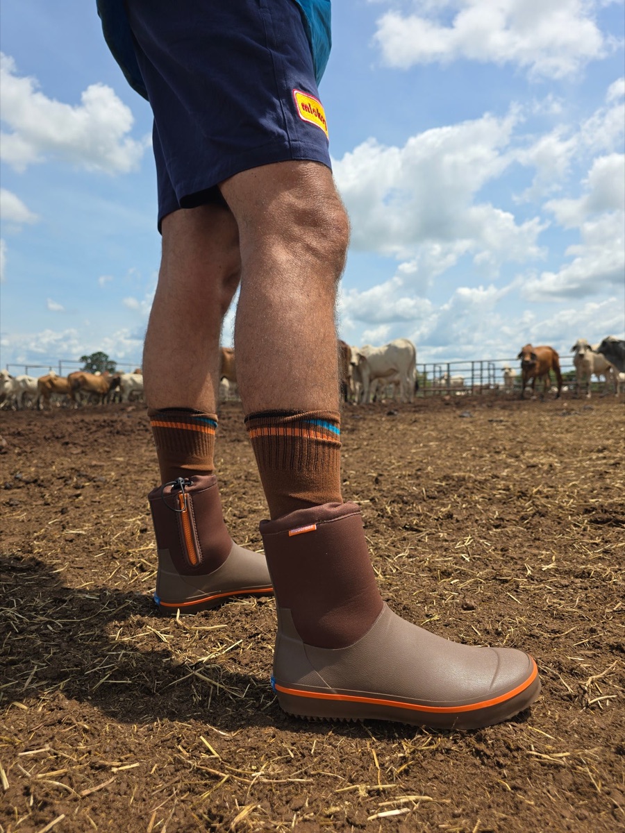 Mudcrabz wet shoes in a cattle yard with Brahman cattle behind